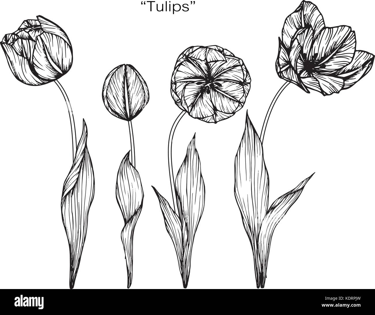 Flower Tulip Drawing Flower Tulip Drawing