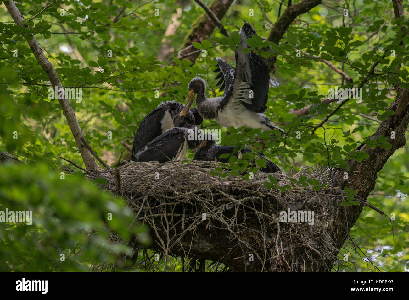 Black Stork / Schwarzstorch ( Ciconia nigra ), offspring, nestlings, almost fledged, fluttering with wings, in typical nest, eyrie hidden in a treetop Stock Photo