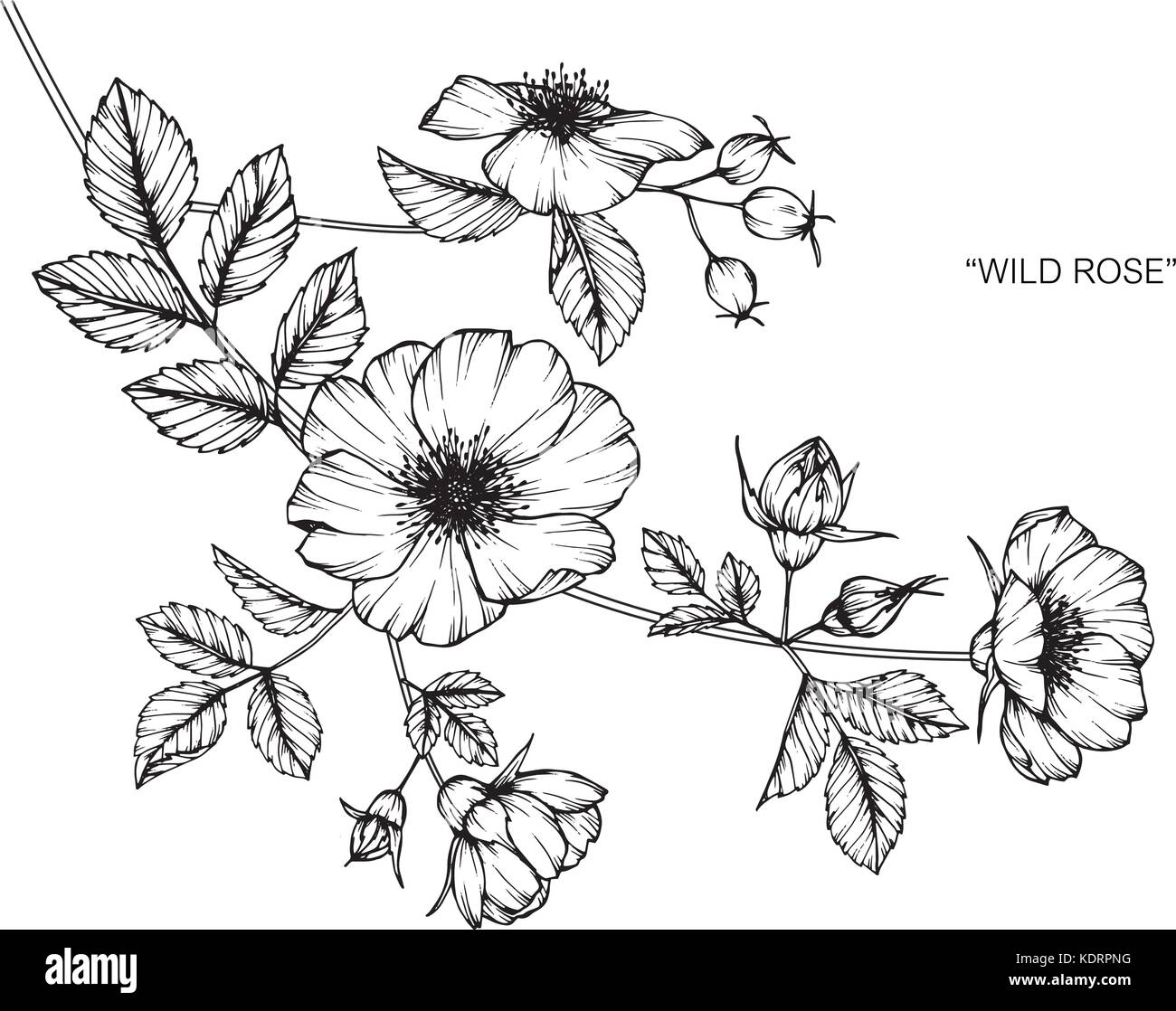 Wild roses flower drawing illustration. Black and white with line art Stock  Vector Image & Art - Alamy