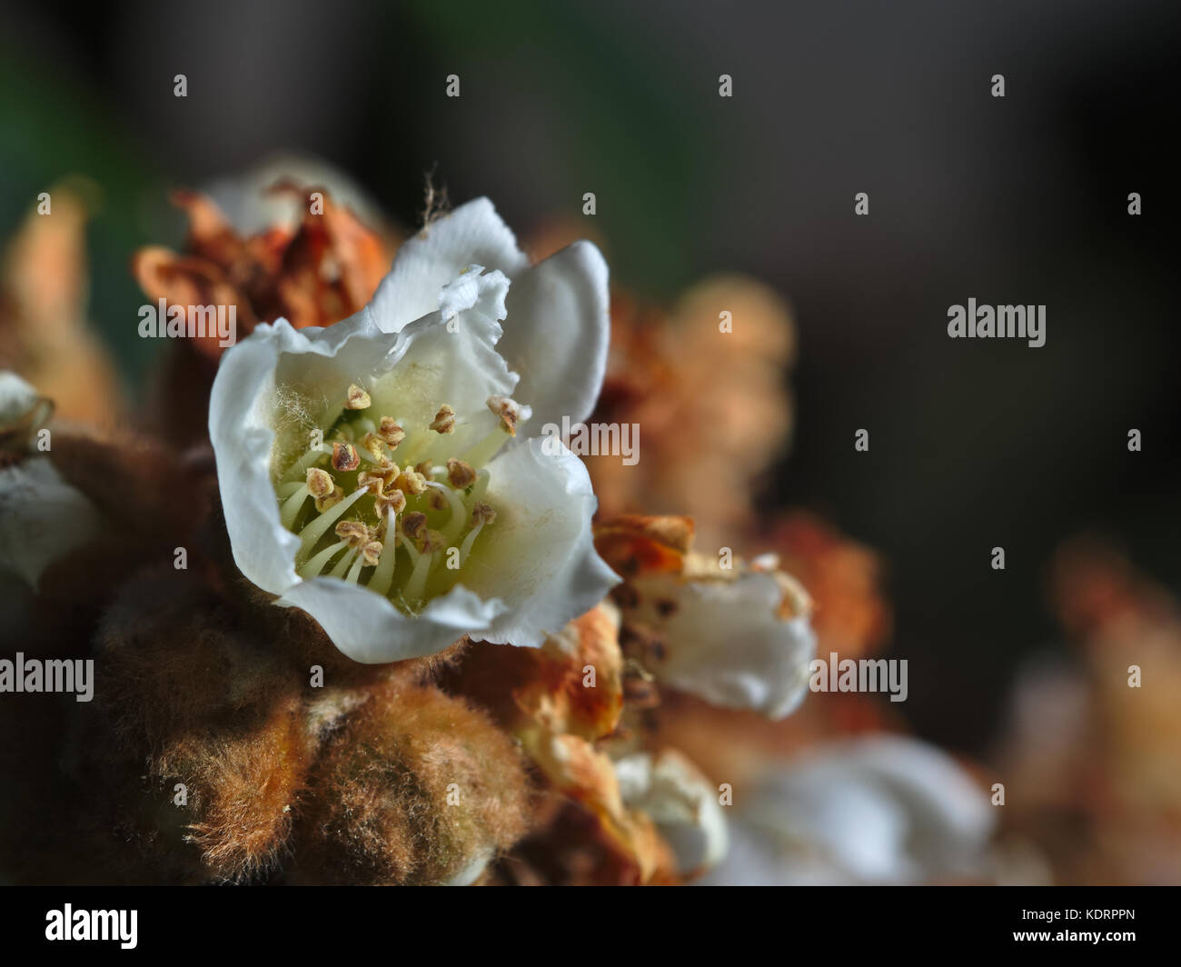 Macro photograph of a Loquat Eriobotrya Japonica tree flower Stock Photo