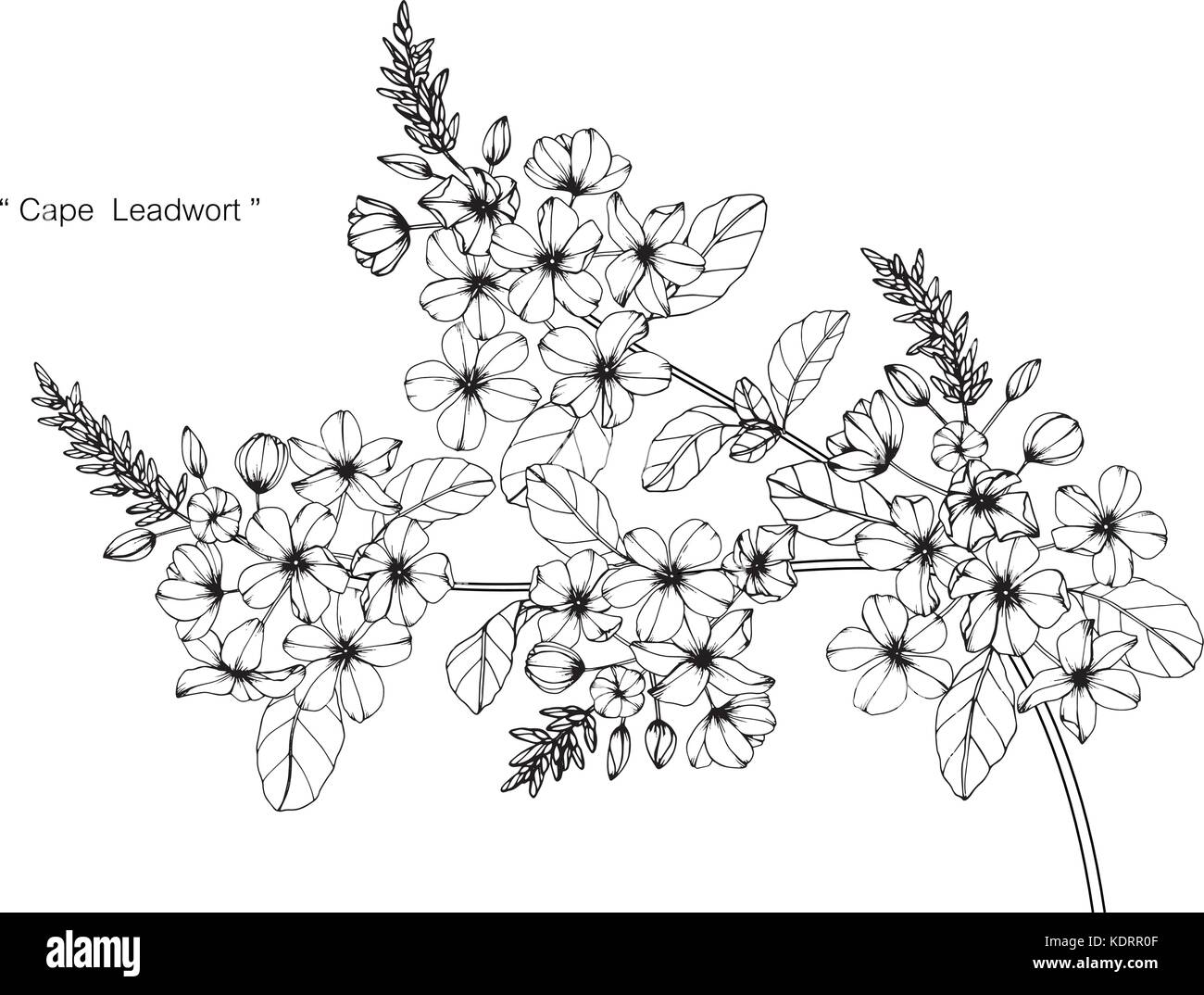 Cape leadwort flower drawing  illustration. Black and white with line art. Stock Vector