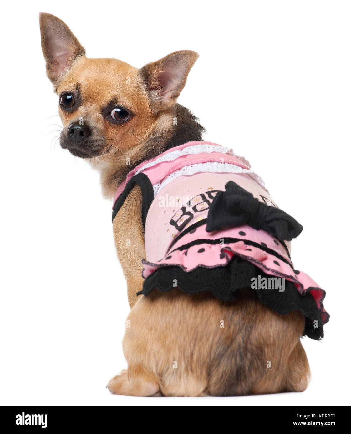 Chihuahua dog pink hi-res stock photography and images - Page 6 - Alamy