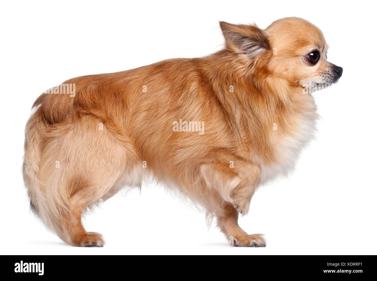 Side view of Chihuahua, 8 years old, in front of white background Stock Photo