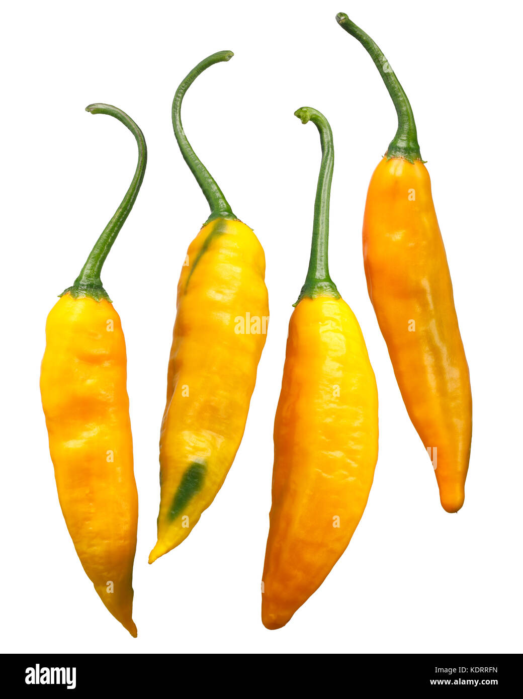 Aji Giallo Arancio pepper (Capsicum baccatum). Clipping path for each pod Stock Photo