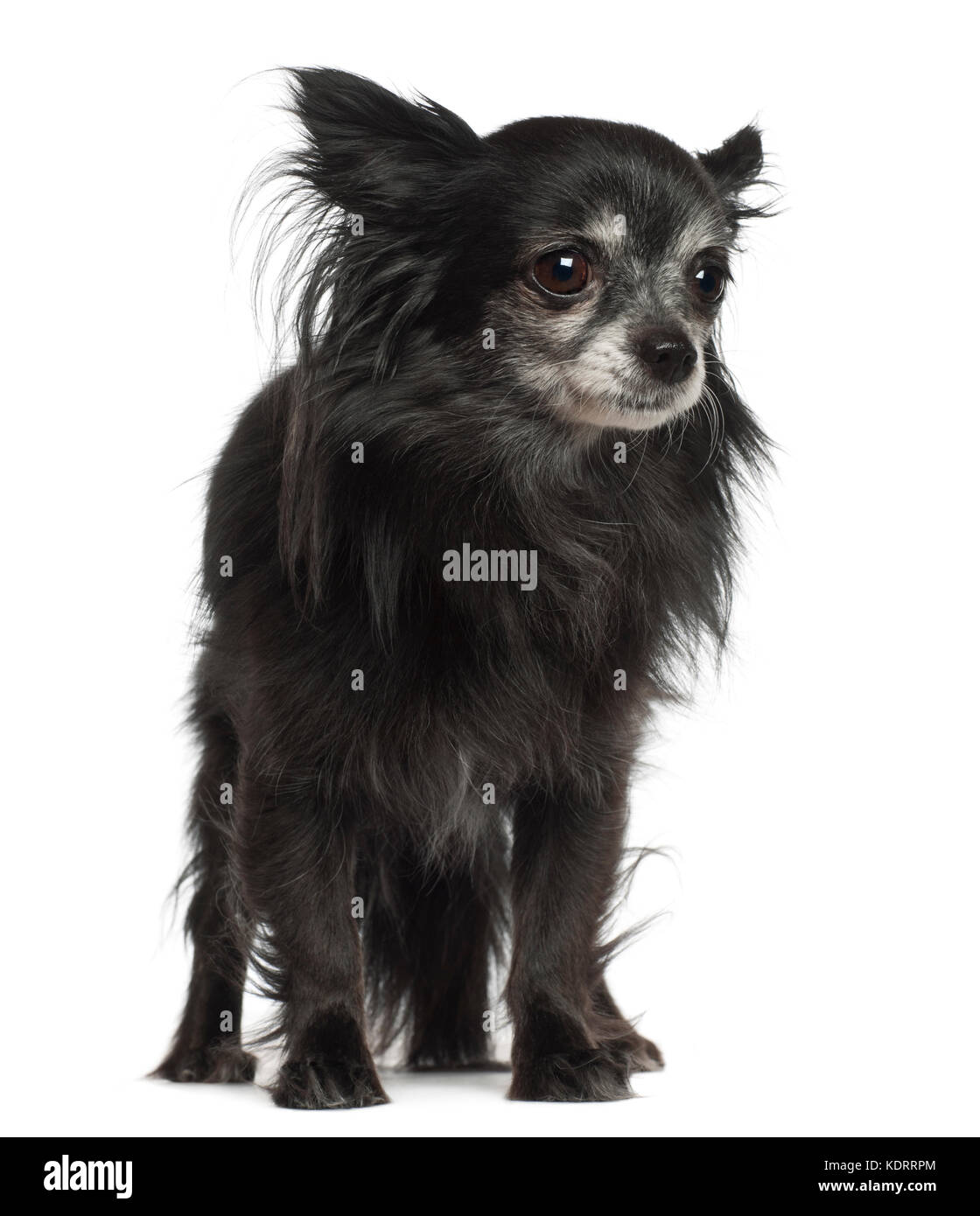 Chihuahua, 8 years old, standing against white background Stock Photo