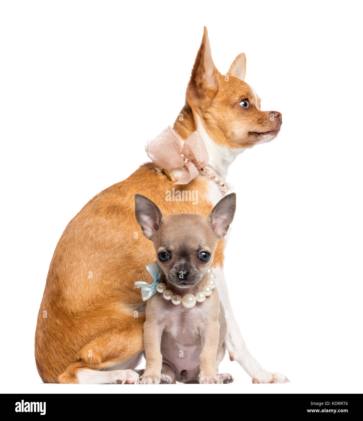 Two Chihuahua puppies, 4 and 7 months old, sitting and wearing collars, pearl and lace against
