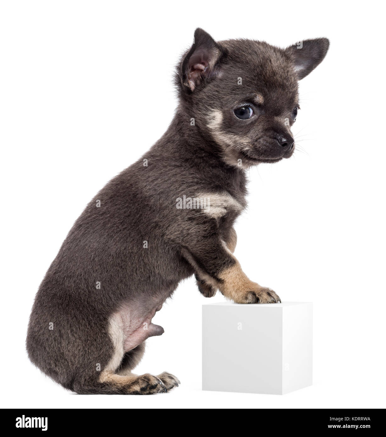 Chihuahua puppy, 7 weeks old, standing on hind legs and leaning on white cube against white background Stock Photo