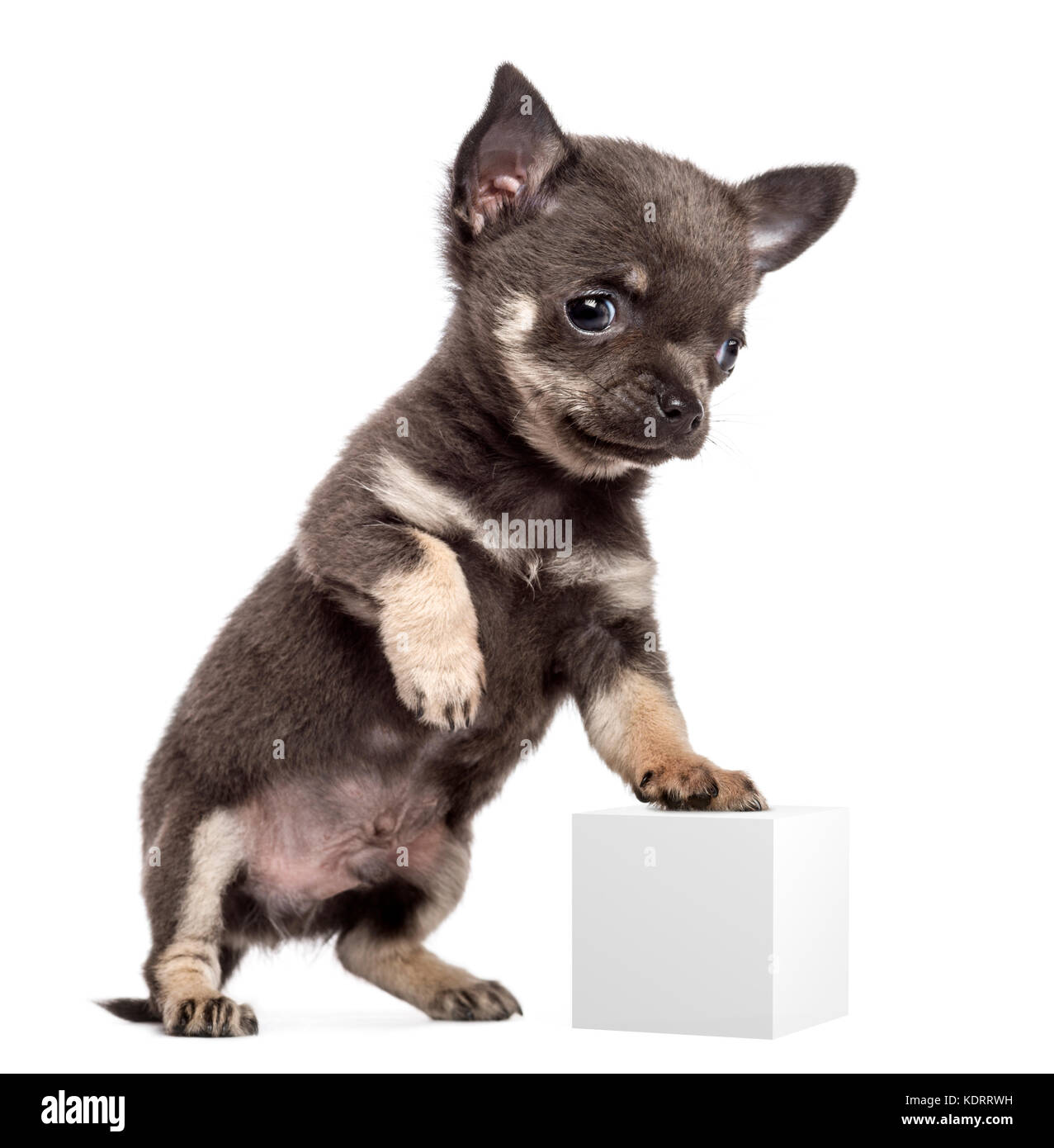 Chihuahua puppy, 7 weeks old, standing on hind legs and leaning on white cube against white background Stock Photo