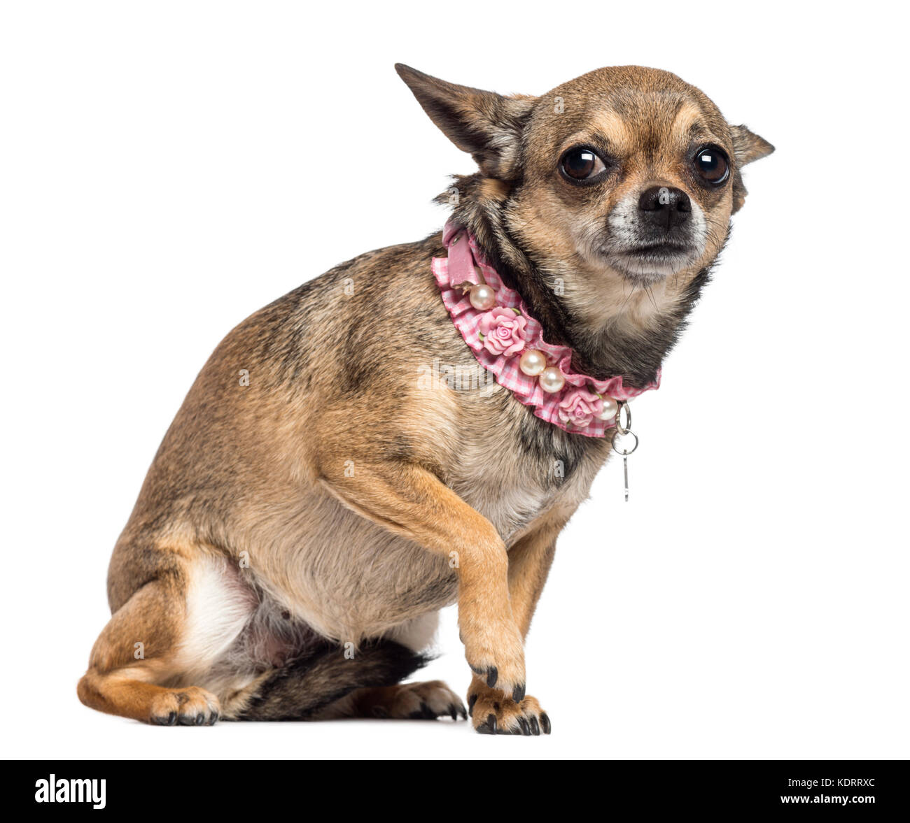 животные с хозяевами. животные. живодеры йоркширский терьер. животные. агрессивная собака.