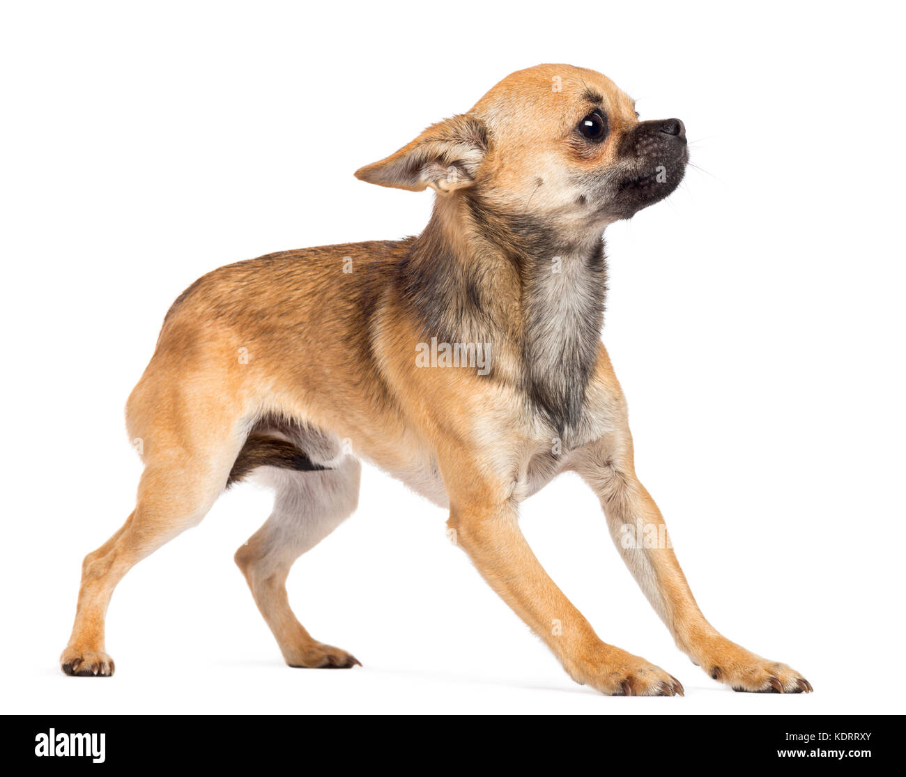 Чихуахуа фото. Чихуа прыгает. Влюбленные чихуа. Мексиканский чихуахуа длинношерстный. Чихуахуа вислоухие.