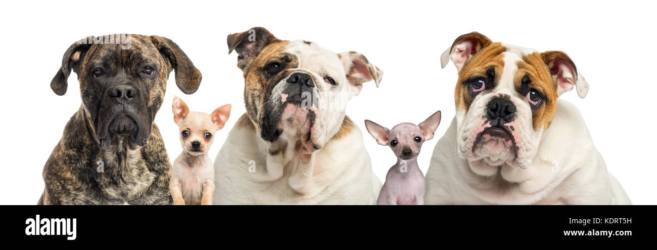 Close-up of a group of dogs, isolated on white Stock Photo - Alamy