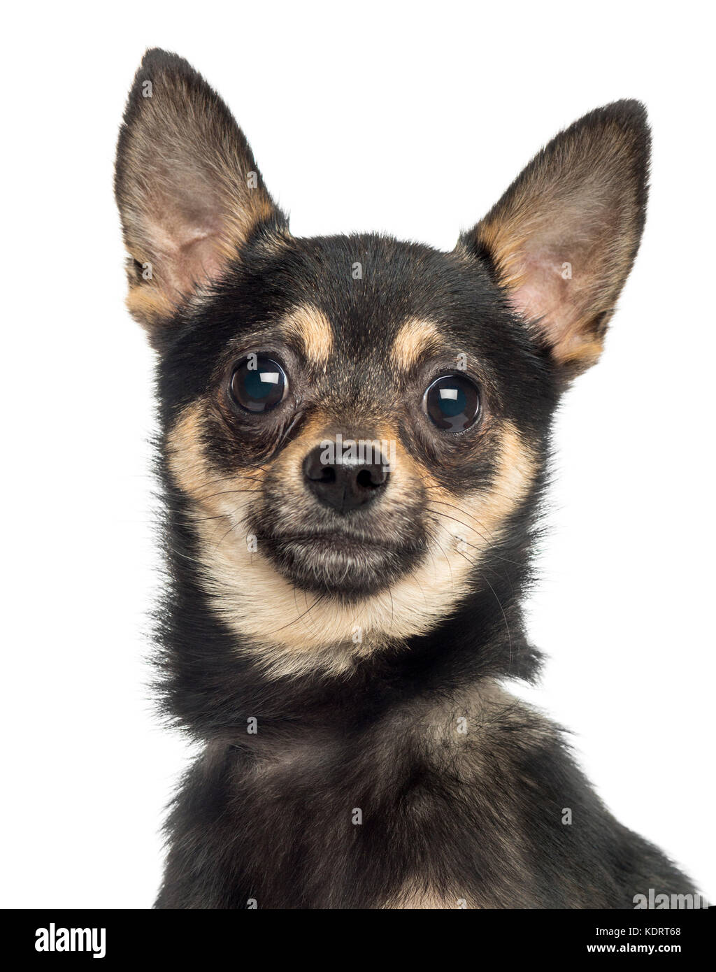 Chiww Close-up a Chihuahua, isolated on white Stock Photo - Alamy