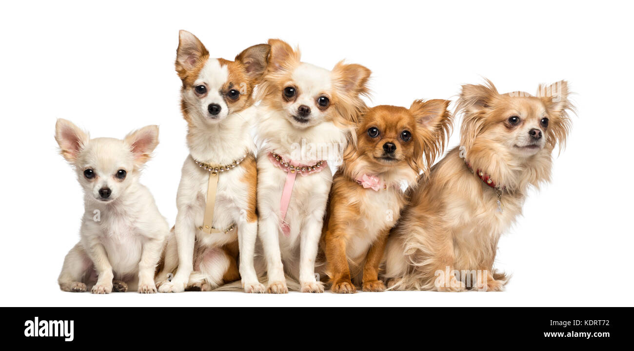 Group of Chihuahua sitting, isolated on white Stock Photo - Alamy