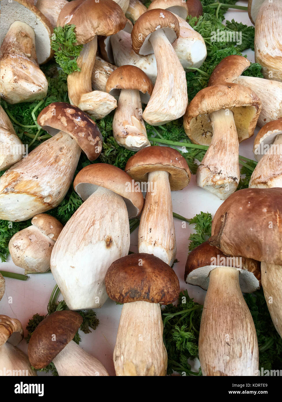 Selection of freshly foraged wild mushrooms Stock Photo