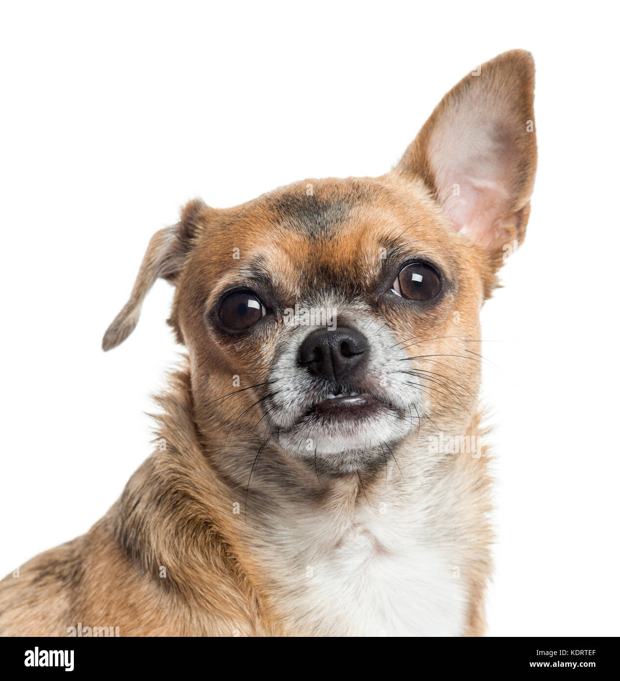 Chiww Close up of a Chihuahua, isolated on white Stock Photo - Alamy