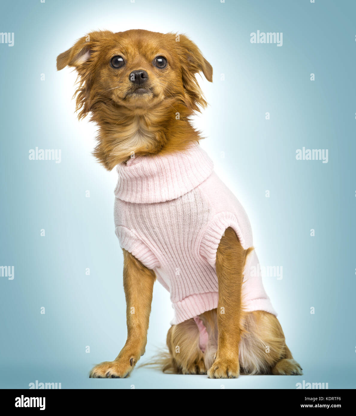 Dressed-up crossbreed dog sitting, on a blue gradient background Stock Photo
