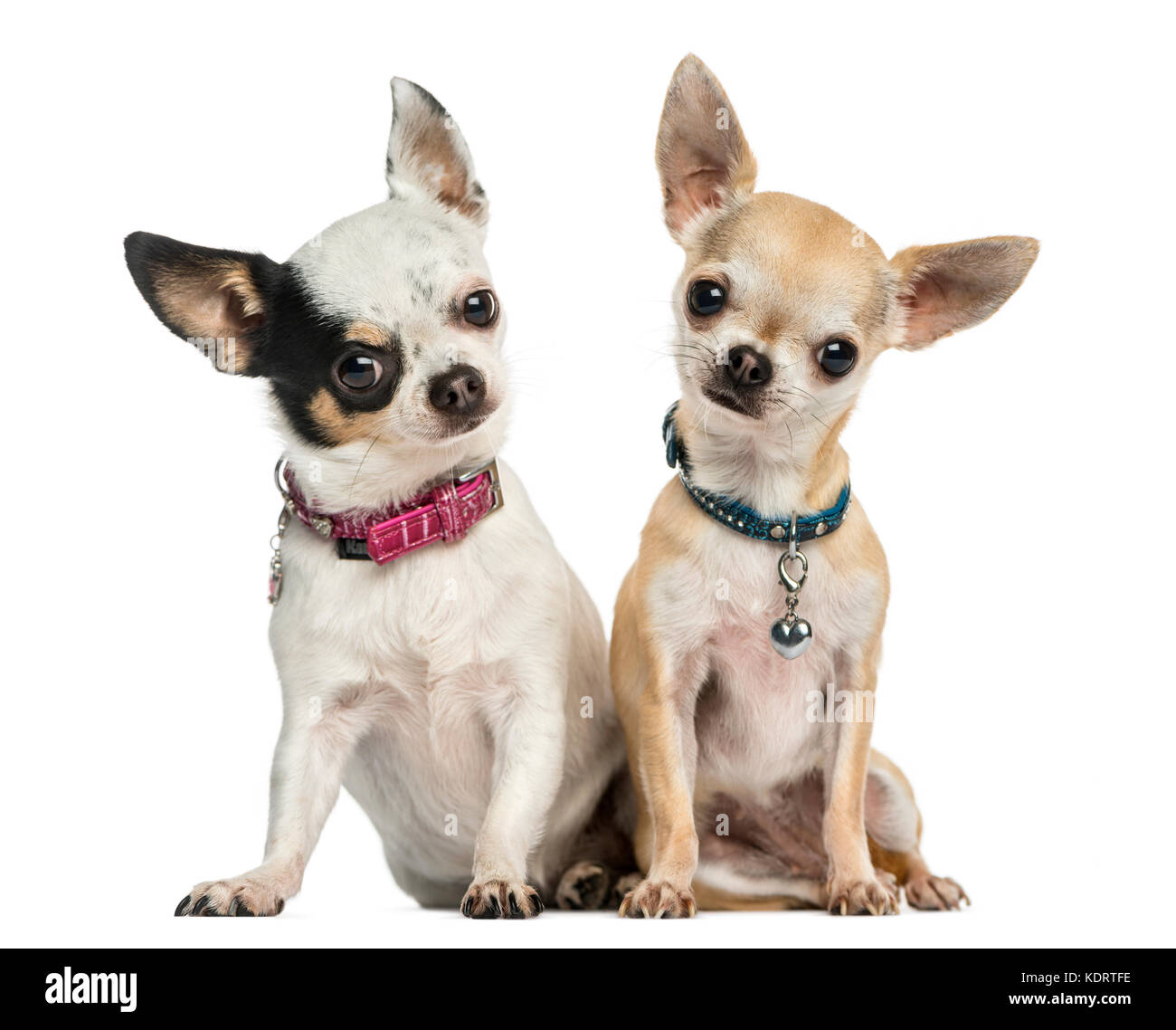 Front view of two Chihuahuas wearing collars, sitting, looking at the