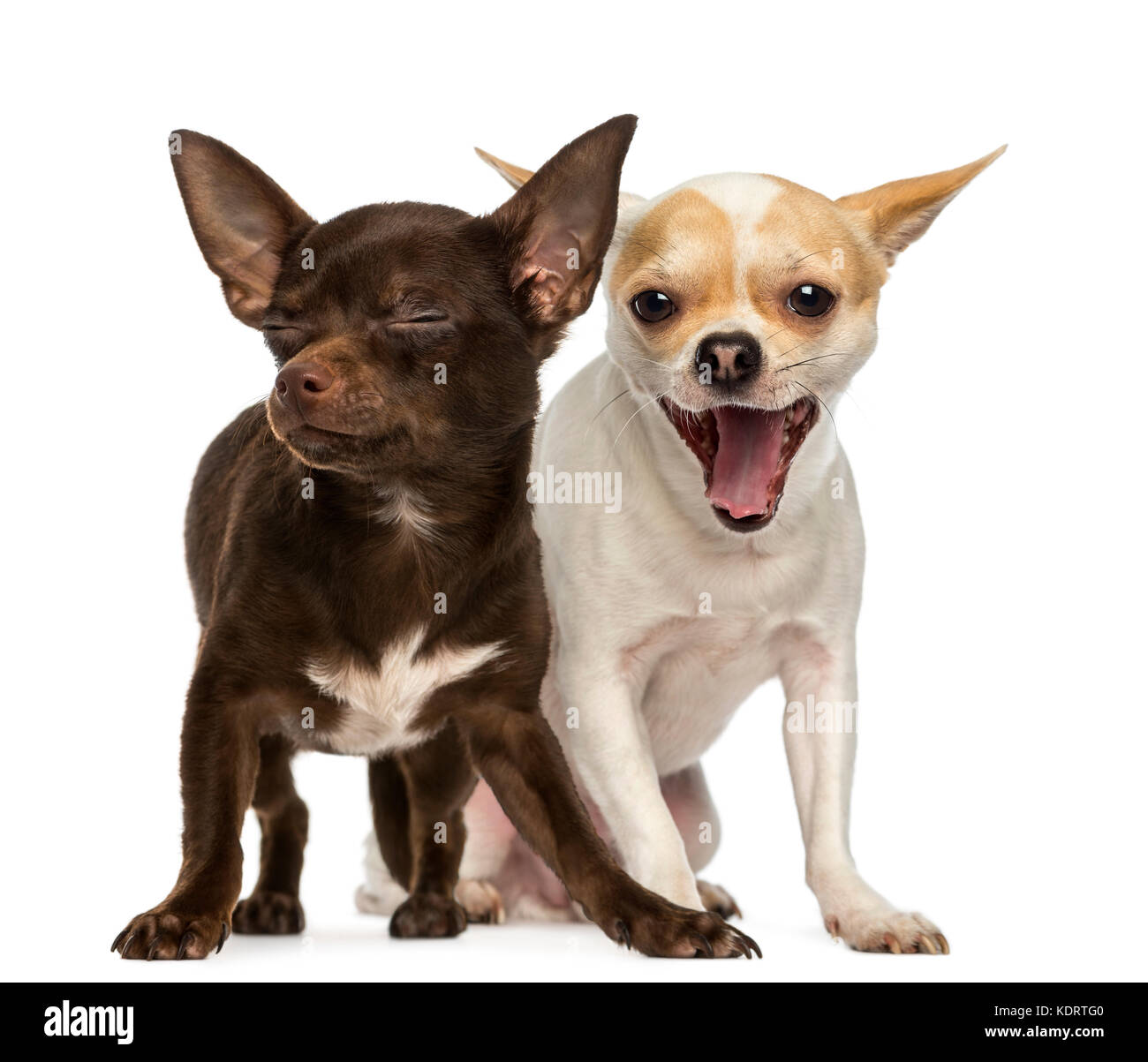 Two Chihuahuas, one is yawning and the other has is eyes closed Stock Photo