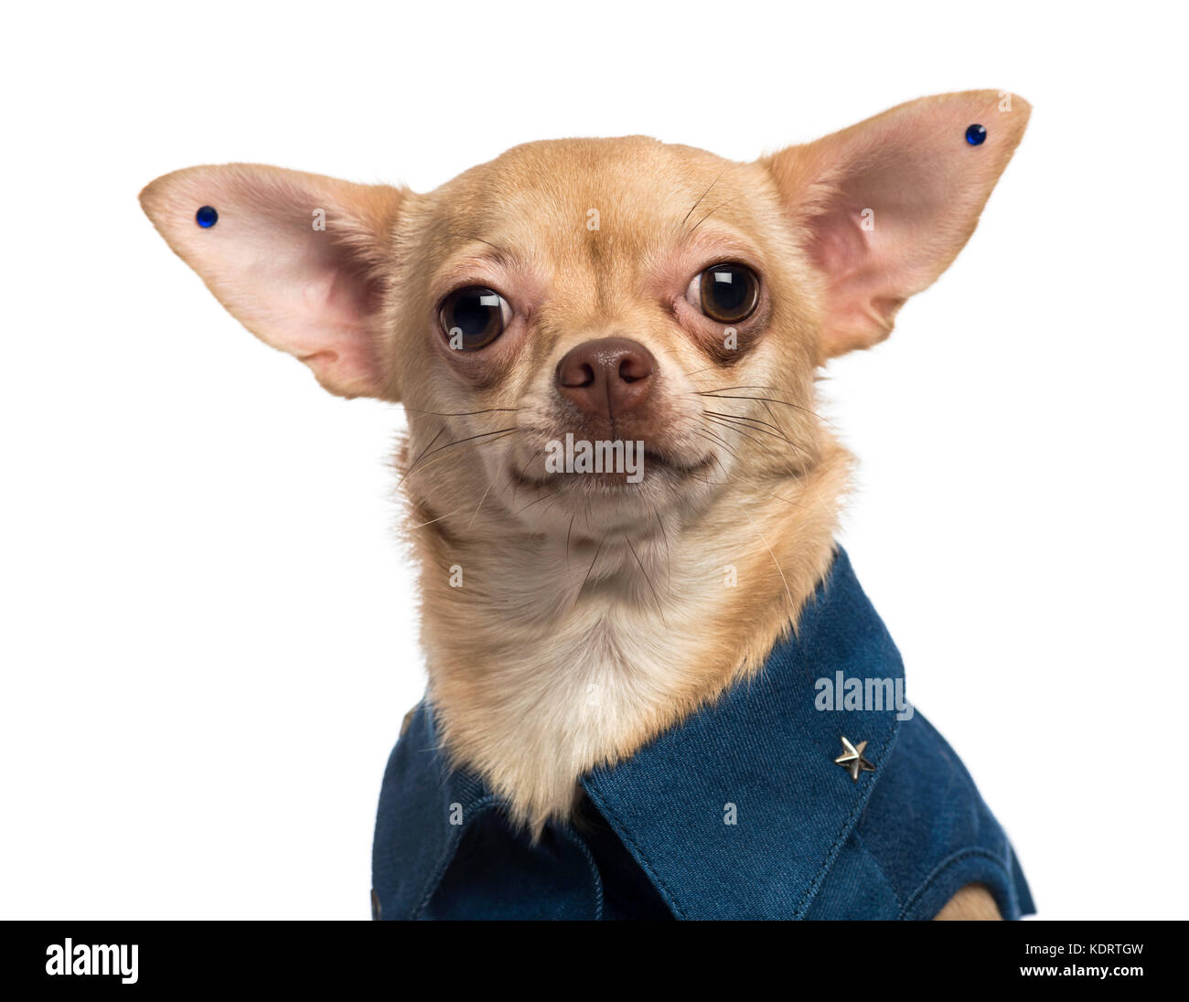 Close-up of a dressed-up Chihuahua wearing earrings, looking at the camera, isolated on white Stock Photo