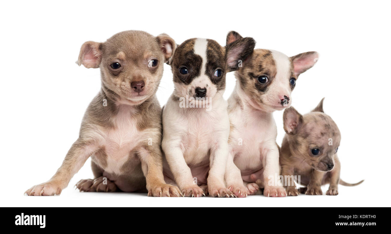 Group of Chihuahuas puppies sitting in a row, isolated on white Stock ...