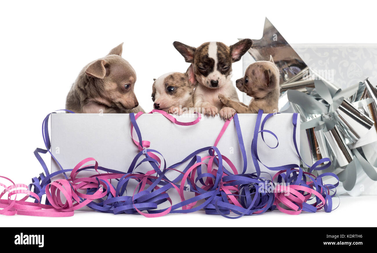 Group of Chihuahua puppies in a present box with streamers, isolated on ...