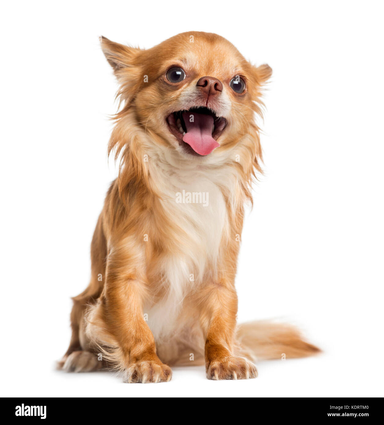 happy Chihuahua (4 years old Stock Photo Alamy