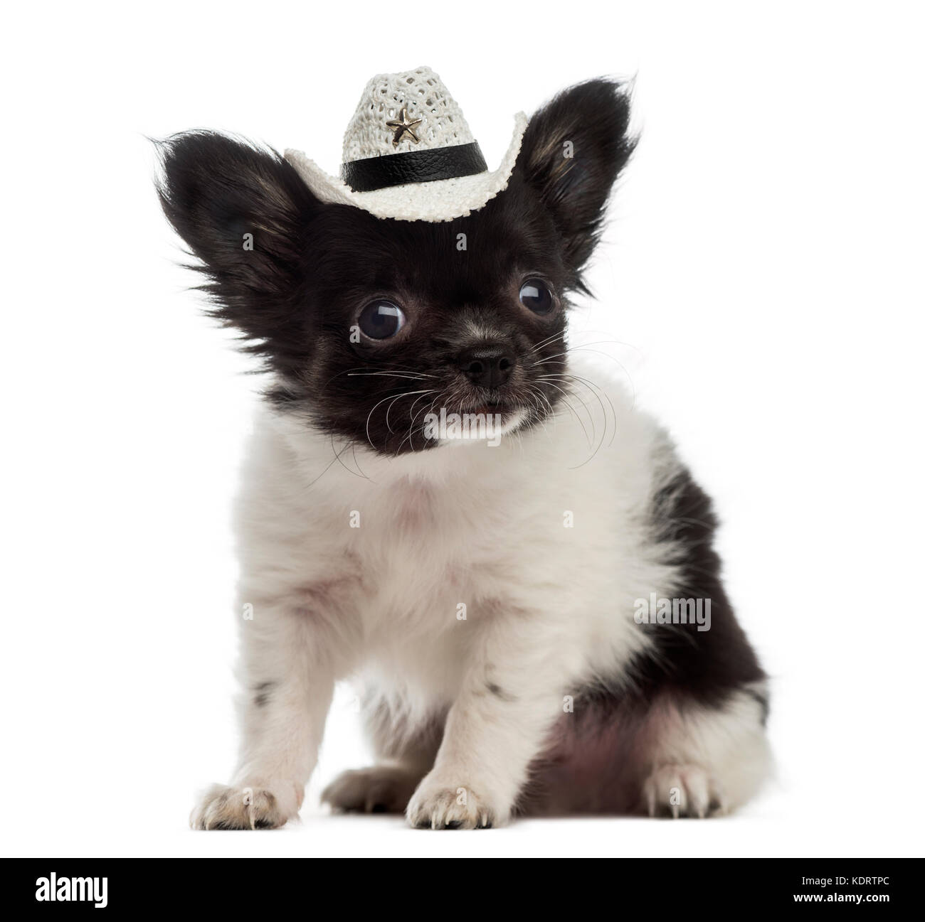 Chihuahua puppy wearing a cowboy hat (2 months old Stock Photo - Alamy