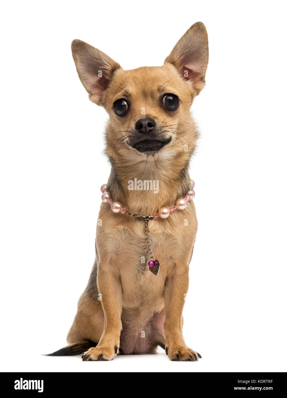 Chihuahua wearing a collar Stock Photo Alamy