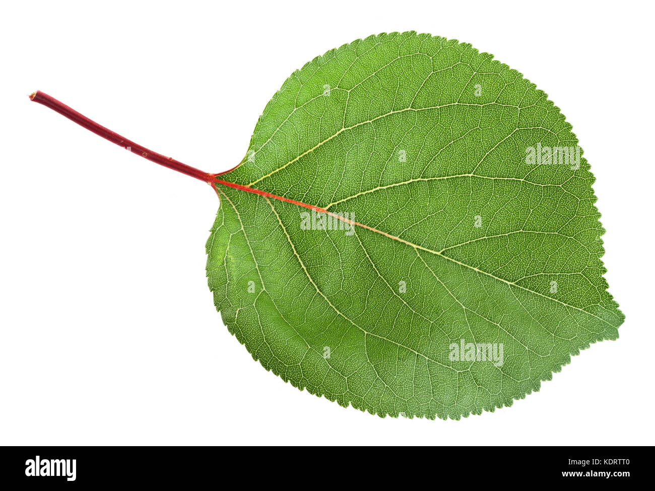 apricotページ Apricot leaf hi-res stock photography and images - Alamy