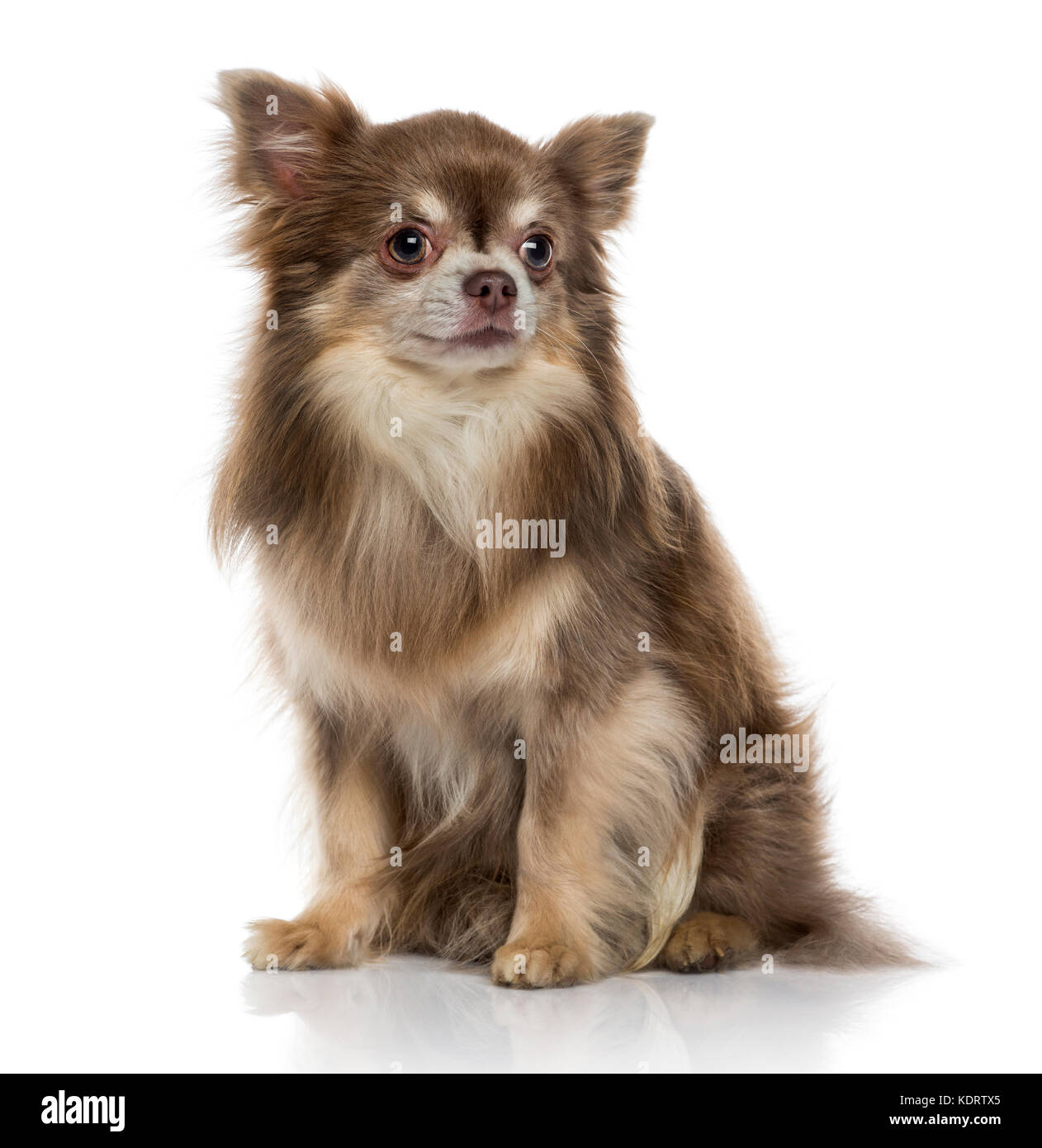 Chihuahua (5 Years Old Stock Photo - Alamy