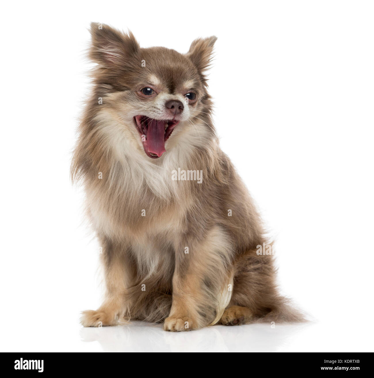 Old chihuahua hires stock photography and images Alamy