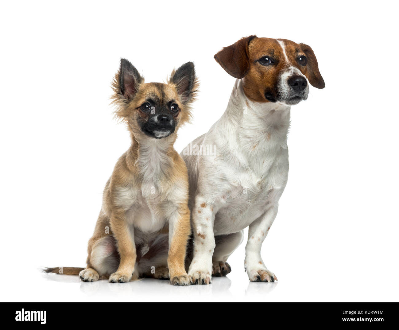 jack russell 5 months old