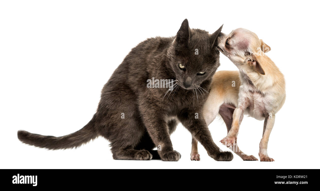 Crossbreed cat and chihuahua playing together Stock Photo
