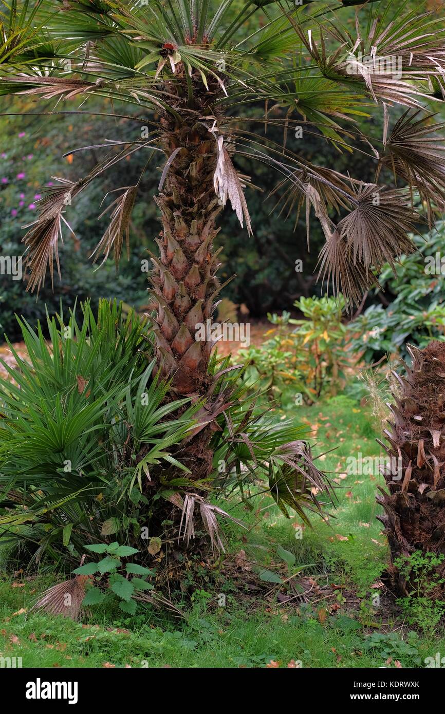 palm tree and trunk Stock Photo - Alamy