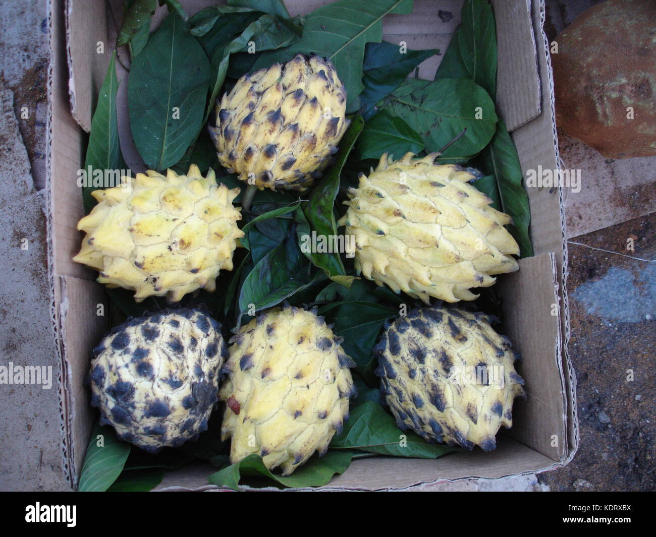Ver-o-peso market, biriba fruit in carton box Stock Photo