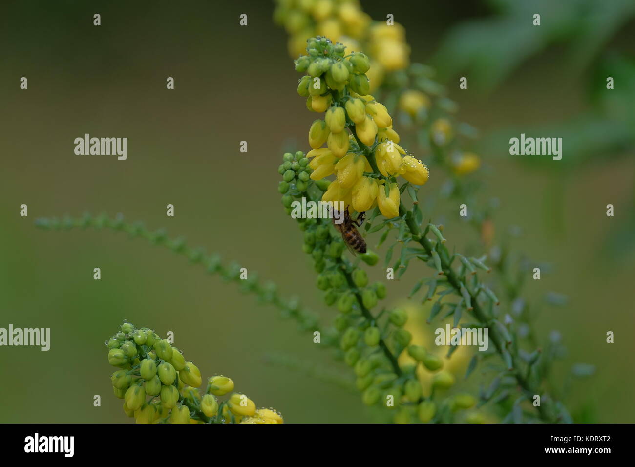 mahonia in flower Stock Photo Alamy