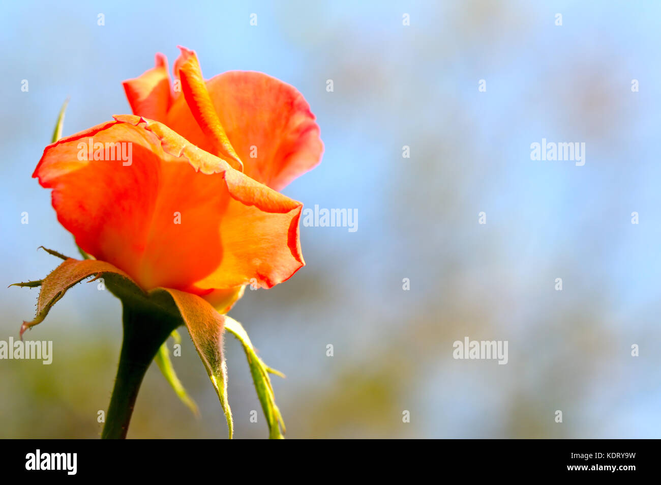 rosebud on blue sky background Stock Photo - Alamy