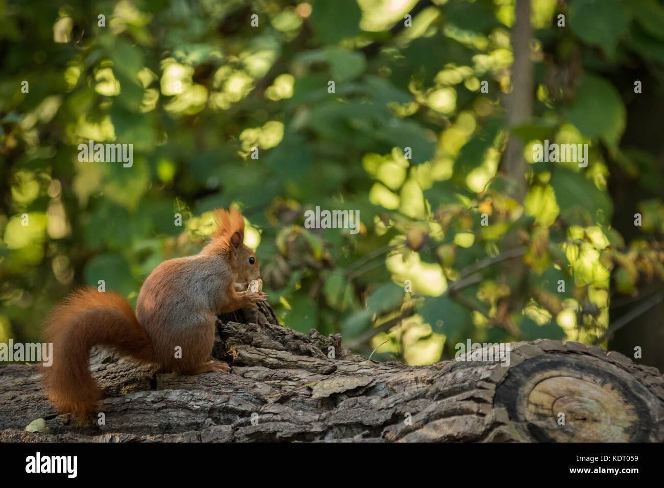 Squirrel animal in natural environment Stock Photo Alamy