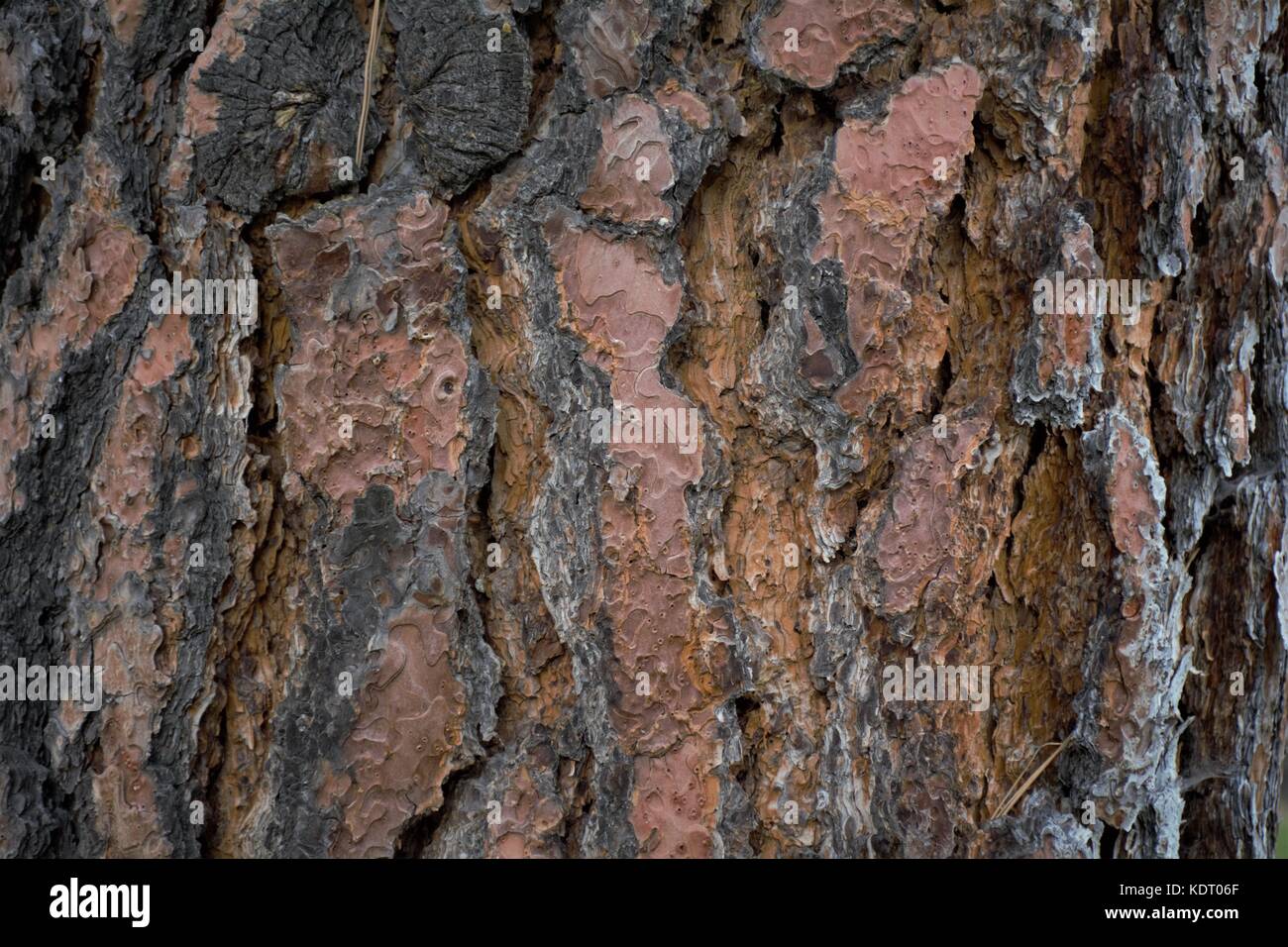 A Tree bark, it looks like an art of Nature. Beautiful combination of color and design Stock Photo
