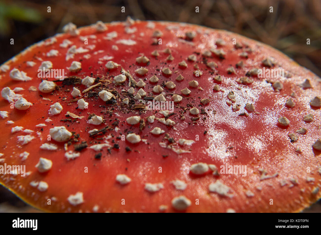 Close-up photo of red spotted cap of poisonous amonita Stock Photo