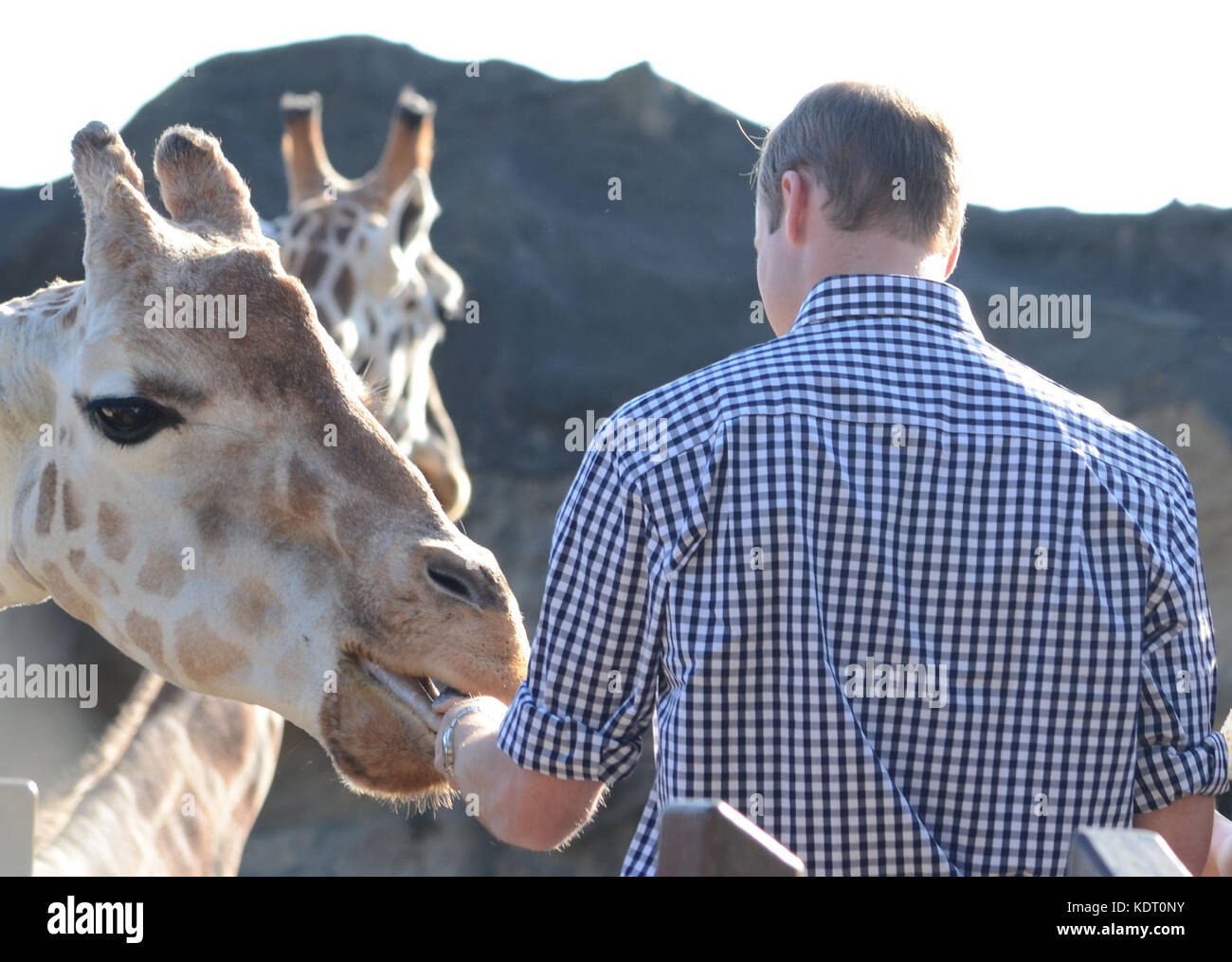 SYDNEY, AUSTRALIA - APRIL 20: Prince William, Duke of Cambridge and Catherine, Duchess of Cambridge at Taronga Zoo on April 20, 2014 in Sydney, Australia.   People:  Prince William, Duke of Cambridge and Catherine, Duchess of Cambridge  Transmission Ref:  MNCUK1   Credit: Hoo-Me.com/MediaPunch ***NO UK*** Stock Photo