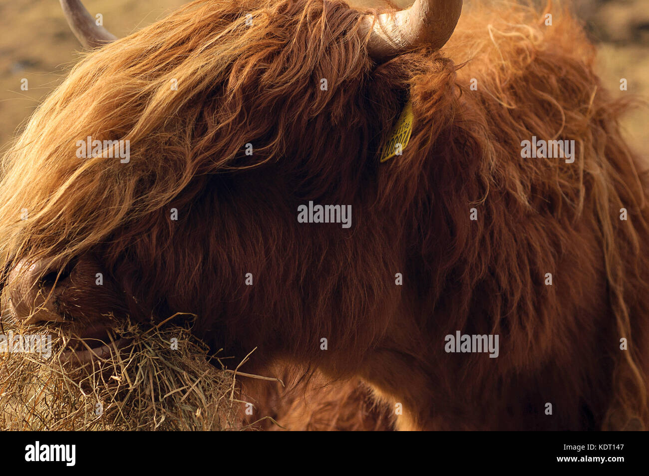 Glen Coe Highland Cow Stock Photo - Alamy