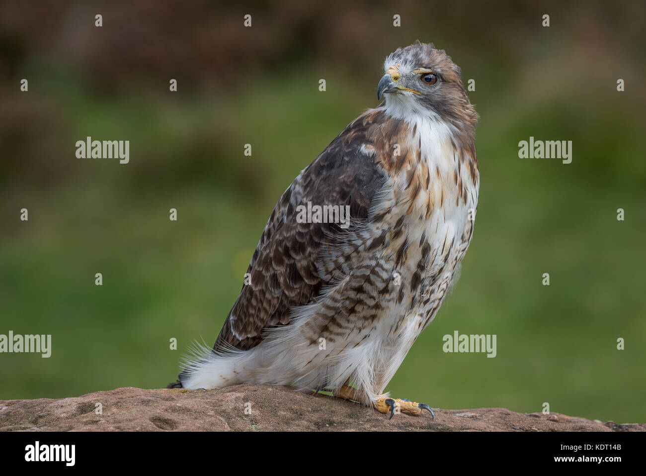 Full length portrait of a red tailed hawk perched on a rock and looking over its shoulder to the left Stock Photo