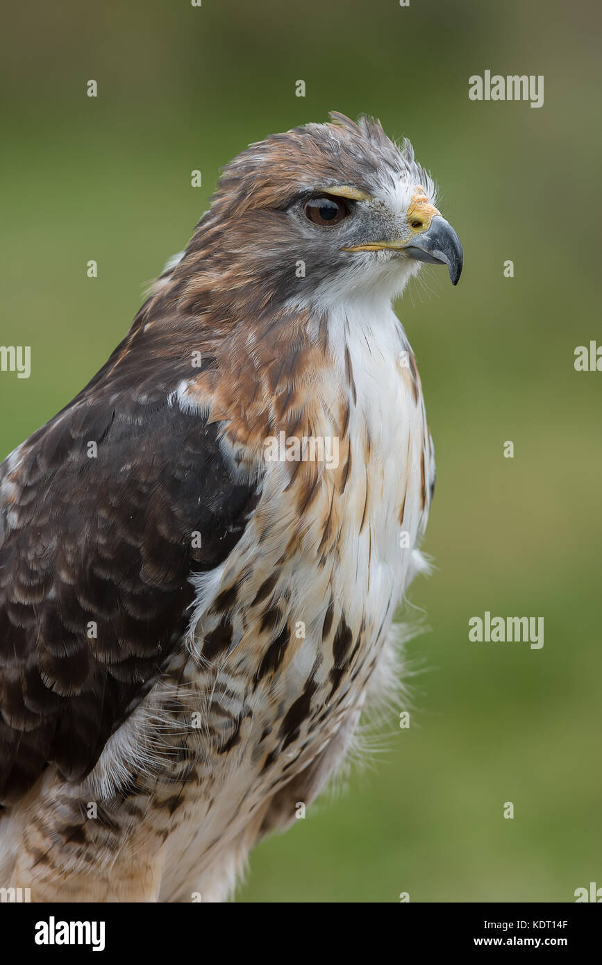 Close up three quarter length portrait of a red tailed hawk looking to the right in upright vertical format Stock Photo