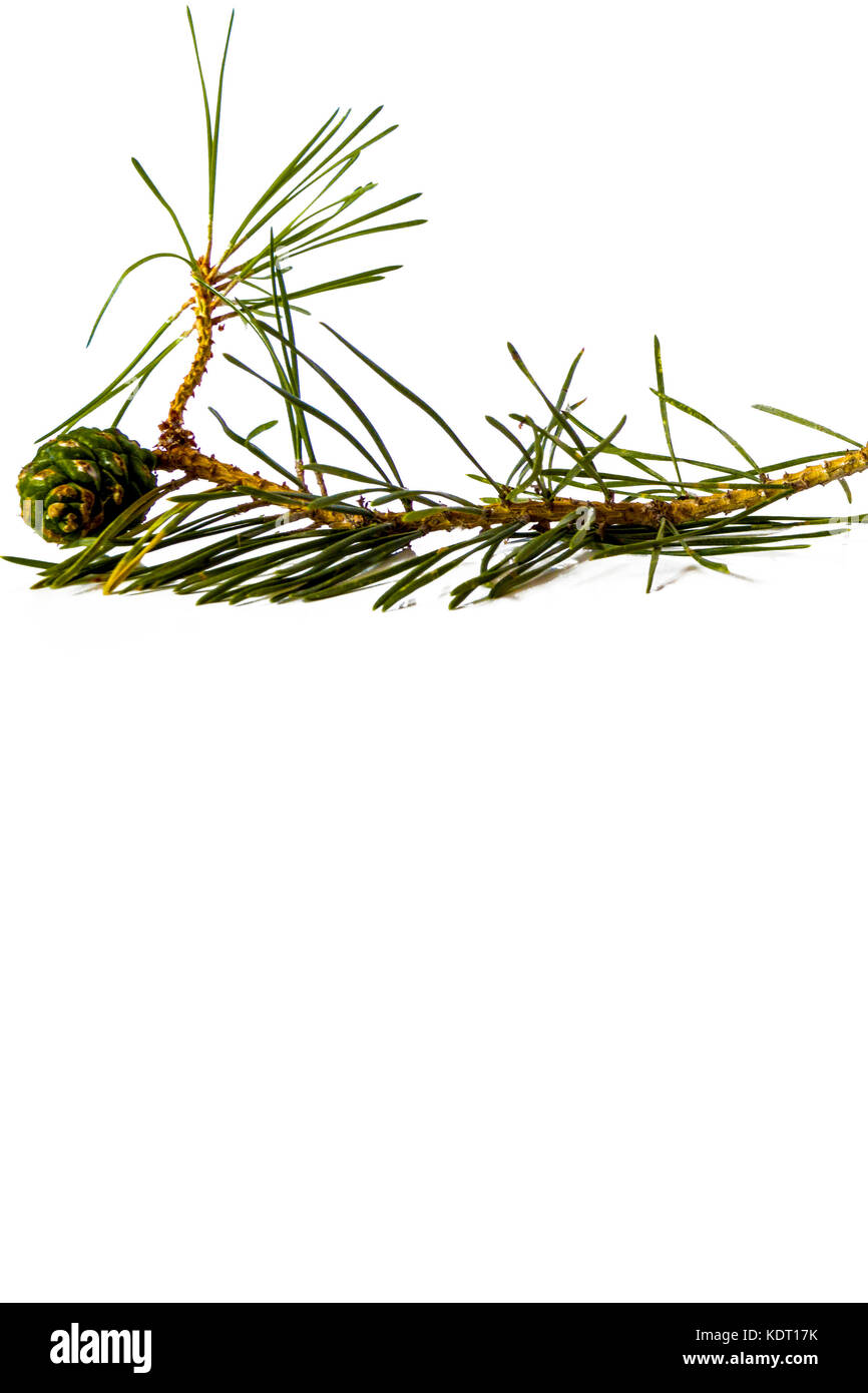 Christmas decoration - bunch of pine tree with cones isolated on white ...