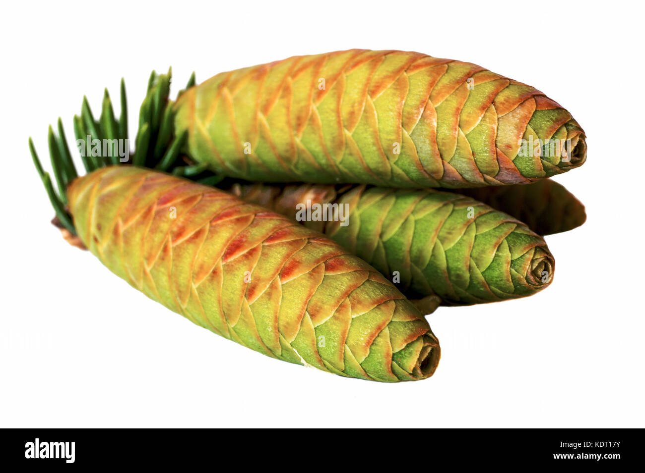 Christmas decoration - Colorado Spruce tree (Picea pungens) young cones isolated on white background. Stock Photo
