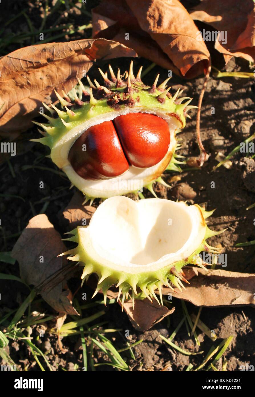 Conker In Shell conker fall autumn split shell husk on ground ripe horse chestnut nut ...