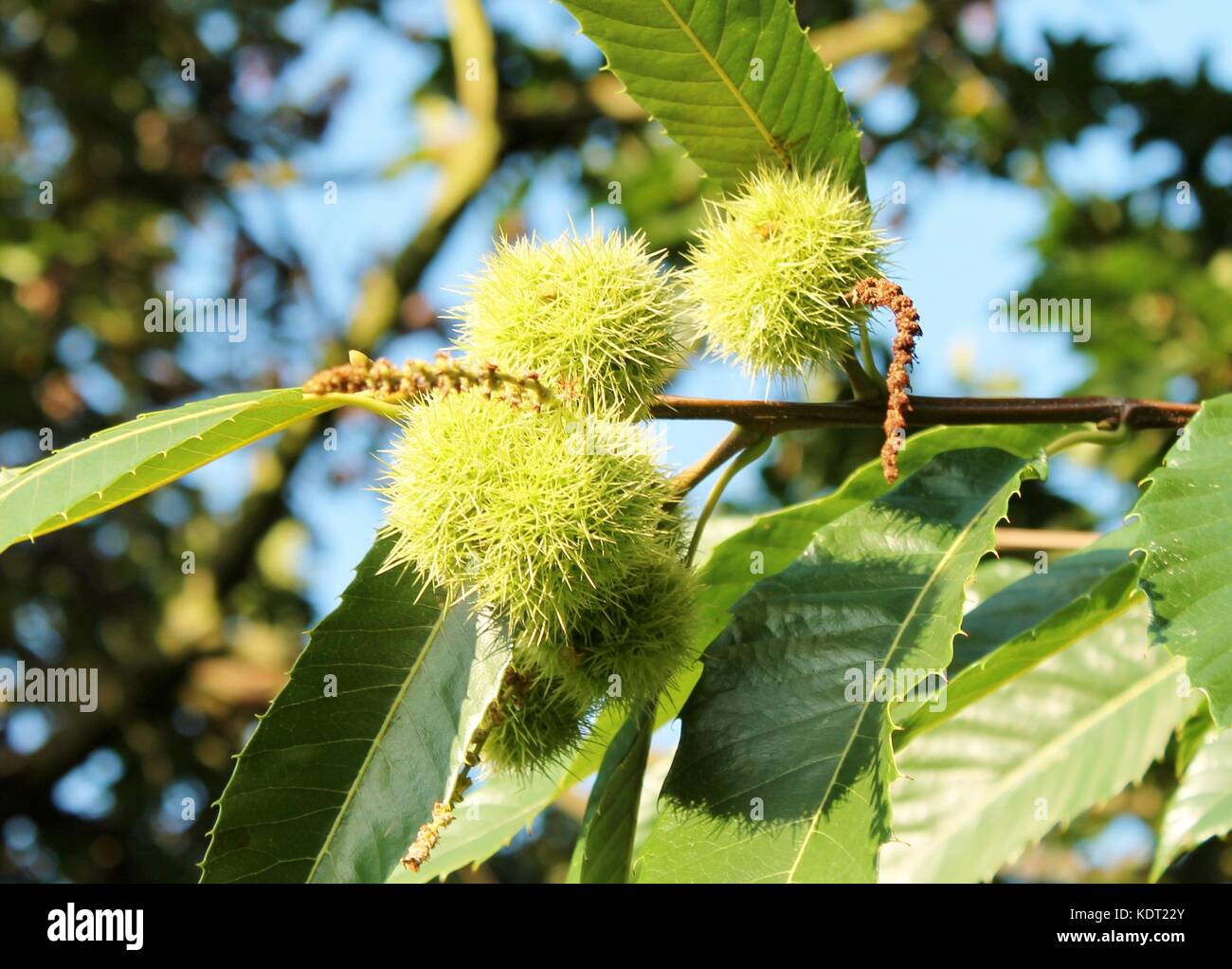 conker horse chestnut tree shell husk seed nut harvest, sharp spikes ...