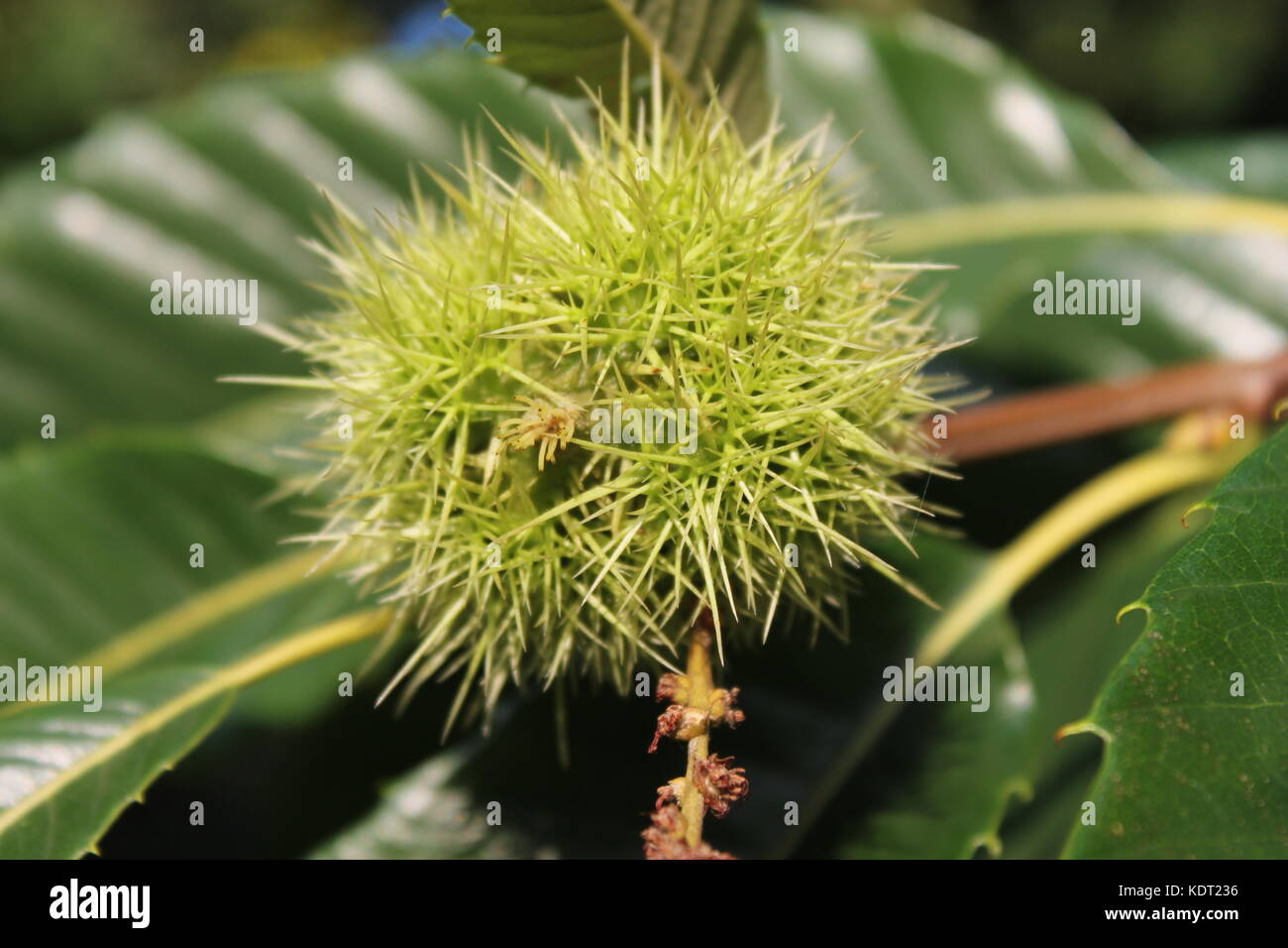 conker horse chestnut tree shell husk seed nut harvest, sharp spikes