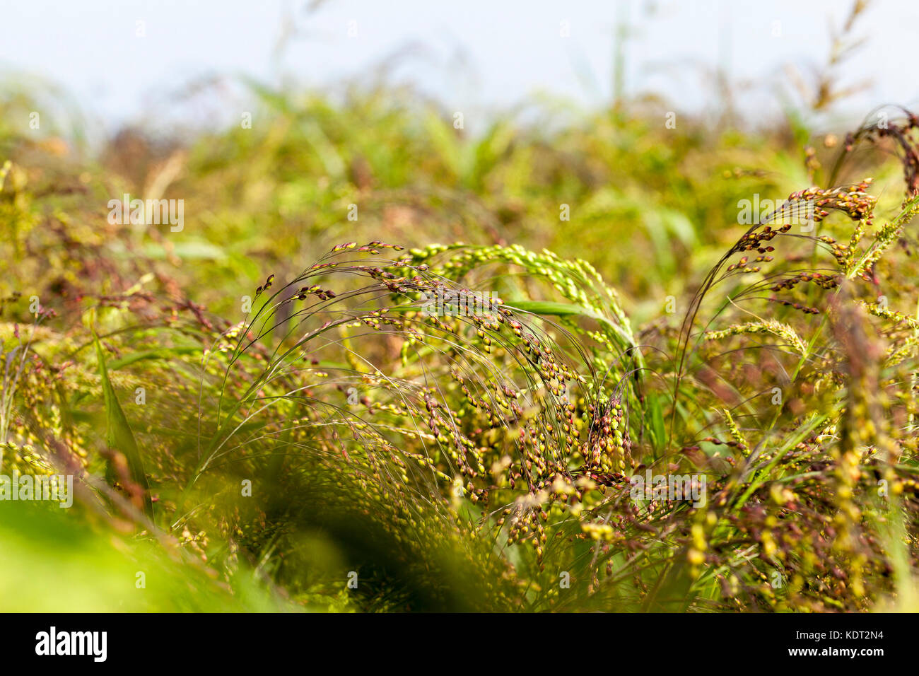 agricultural field with green millet Stock Photo Alamy